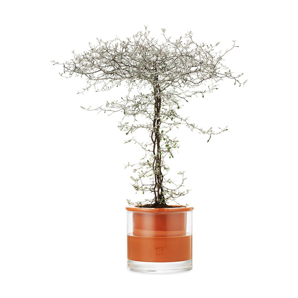 MOMA Wetpot M